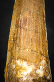 08114 - Well Preserved 1.68 Inch Spinosaurus Dinosaur Tooth Cretaceous