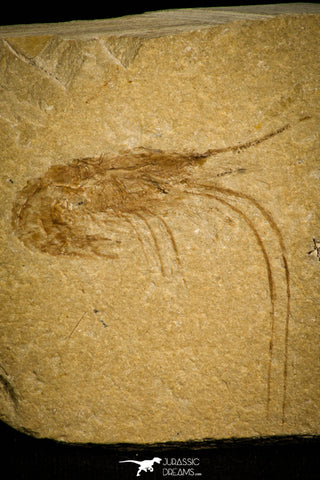 30169- Nicely Preserved Fossil Shrimp 1.99 Inch Carpopenaeus callirostris - Cretaceous Lebanon