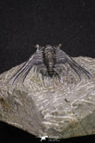 20064 - Nicely Preserved Spiny 1.65 Inch Leonaspis sp Middle Devonian Trilobite