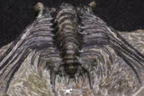 20064 - Nicely Preserved Spiny 1.65 Inch Leonaspis sp Middle Devonian Trilobite