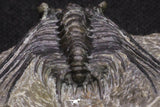20064 - Nicely Preserved Spiny 1.65 Inch Leonaspis sp Middle Devonian Trilobite
