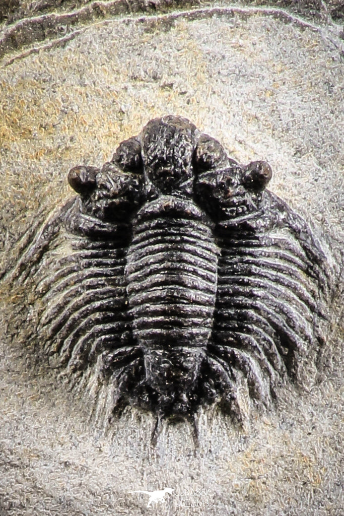 07153 - Superb Bug Eyed 1.76 Inch Coltraneia effelesa Middle Devonian Trilobite