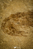 30169- Nicely Preserved Fossil Shrimp 1.99 Inch Carpopenaeus callirostris - Cretaceous Lebanon