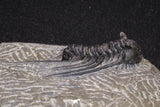 20064 - Nicely Preserved Spiny 1.65 Inch Leonaspis sp Middle Devonian Trilobite