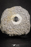 07153 - Superb Bug Eyed 1.76 Inch Coltraneia effelesa Middle Devonian Trilobite