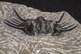 20064 - Nicely Preserved Spiny 1.65 Inch Leonaspis sp Middle Devonian Trilobite