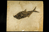 30170 - Top Quality 18.42 Inch Diplomystus dentatus Fossil Fish From 27.55 Inch Layer