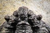 07153 - Superb Bug Eyed 1.76 Inch Coltraneia effelesa Middle Devonian Trilobite