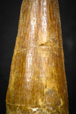 08115 - Well Preserved 1.72 Inch Spinosaurus Dinosaur Tooth Cretaceous