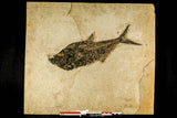 30170 - Top Quality 18.42 Inch Diplomystus dentatus Fossil Fish From 27.55 Inch Layer