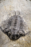 07153 - Superb Bug Eyed 1.76 Inch Coltraneia effelesa Middle Devonian Trilobite