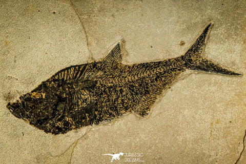 30170 - Top Quality 18.42 Inch Diplomystus dentatus Fossil Fish From 27.55 Inch Layer