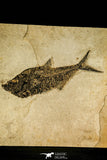 30170 - Top Quality 18.42 Inch Diplomystus dentatus Fossil Fish From 27.55 Inch Layer