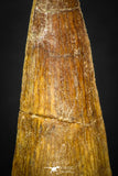 08115 - Well Preserved 1.72 Inch Spinosaurus Dinosaur Tooth Cretaceous