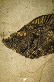 30170 - Top Quality 18.42 Inch Diplomystus dentatus Fossil Fish From 27.55 Inch Layer