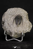 20065 - Top Well Prepared 1.15 Inch Cyphaspis (Otarion) cf. boutscharafinense Devonian Trilobite