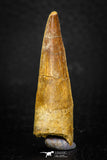 08115 - Well Preserved 1.72 Inch Spinosaurus Dinosaur Tooth Cretaceous