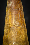 08115 - Well Preserved 1.72 Inch Spinosaurus Dinosaur Tooth Cretaceous