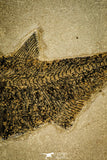 30170 - Top Quality 18.42 Inch Diplomystus dentatus Fossil Fish From 27.55 Inch Layer