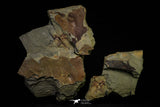 21133 - Museum Grade Exceptional Soft Bodied Marrellomorph (Furca mauretanica) Ordovician