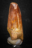 08116 - Well Preserved 1.65 Inch Spinosaurus Dinosaur Tooth Cretaceous