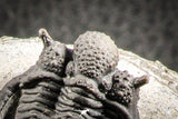 07166 - Top Well Prepared 1.28 Inch Cyphaspis (Otarion) cf. boutscharafinense Devonian Trilobite