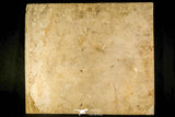 30170 - Top Quality 18.42 Inch Diplomystus dentatus Fossil Fish From 27.55 Inch Layer