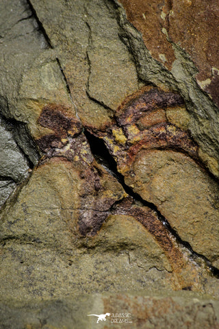21133 - Museum Grade Exceptional Soft Bodied Marrellomorph (Furca mauretanica) Ordovician