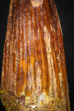 08116 - Well Preserved 1.65 Inch Spinosaurus Dinosaur Tooth Cretaceous