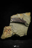 21133 - Museum Grade Exceptional Soft Bodied Marrellomorph (Furca mauretanica) Ordovician