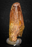 08116 - Well Preserved 1.65 Inch Spinosaurus Dinosaur Tooth Cretaceous