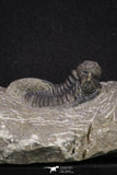 20065 - Top Well Prepared 1.15 Inch Cyphaspis (Otarion) cf. boutscharafinense Devonian Trilobite