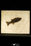 30171 - Top Quality 13.27 Inch Mioplosus labracoides Fossil Fish in Large Layer