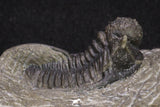 20065 - Top Well Prepared 1.15 Inch Cyphaspis (Otarion) cf. boutscharafinense Devonian Trilobite