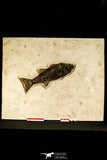 30171 - Top Quality 13.27 Inch Mioplosus labracoides Fossil Fish in Large Layer