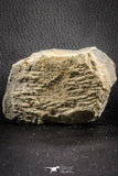 07166 - Top Well Prepared 1.28 Inch Cyphaspis (Otarion) cf. boutscharafinense Devonian Trilobite