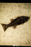 30171 - Top Quality 13.27 Inch Mioplosus labracoides Fossil Fish in Large Layer