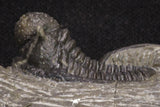 20065 - Top Well Prepared 1.15 Inch Cyphaspis (Otarion) cf. boutscharafinense Devonian Trilobite