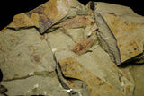 21134 - Museum Grade Plate with 5 Bavarilla with Preserved Antennae Lower Ordovician Trilobites