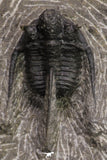 20066 - Top Well Prepared 1.46 Inch Cyphaspis (Otarion) cf. boutscharafinense Devonian Trilobite