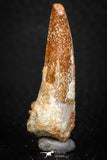 08117 - Well Preserved 1.55 Inch Spinosaurus Dinosaur Tooth Cretaceous