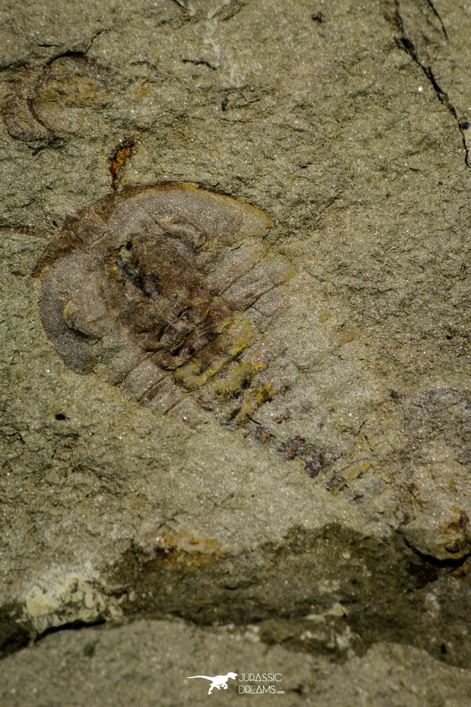 21134 - Museum Grade Plate with 5 Bavarilla with Preserved Antennae Lower Ordovician Trilobites