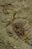 21134 - Museum Grade Plate with 5 Bavarilla with Preserved Antennae Lower Ordovician Trilobites