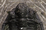 20066 - Top Well Prepared 1.46 Inch Cyphaspis (Otarion) cf. boutscharafinense Devonian Trilobite