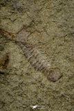21134 - Museum Grade Plate with 5 Bavarilla with Preserved Antennae Lower Ordovician Trilobites