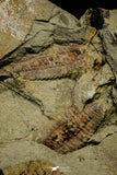 21134 - Museum Grade Plate with 5 Bavarilla with Preserved Antennae Lower Ordovician Trilobites