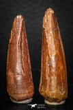 08118 - Great Collection of 2 Spinosaurus Dinosaur Teeth Cretaceous KemKem Beds