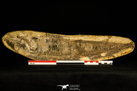 30172- Museum Grade 3D Vinctifer comptoni Fish - Lower Cretaceous Brazil