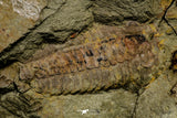 21134 - Museum Grade Plate with 5 Bavarilla with Preserved Antennae Lower Ordovician Trilobites