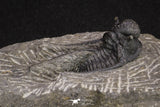 20066 - Top Well Prepared 1.46 Inch Cyphaspis (Otarion) cf. boutscharafinense Devonian Trilobite